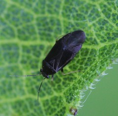 Slaterocoris