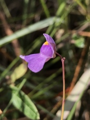 Utricularia tricolor