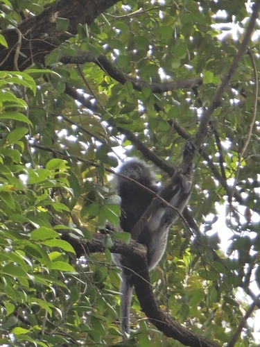 Selangor Silvery Langur