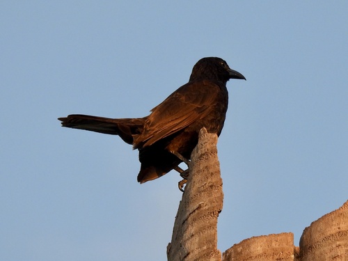 Samoan Starling (Aplonis atrifusca), photo 5