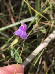 Utricularia tricolor