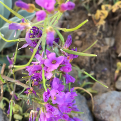 Phoenicaulis cheiranthoides