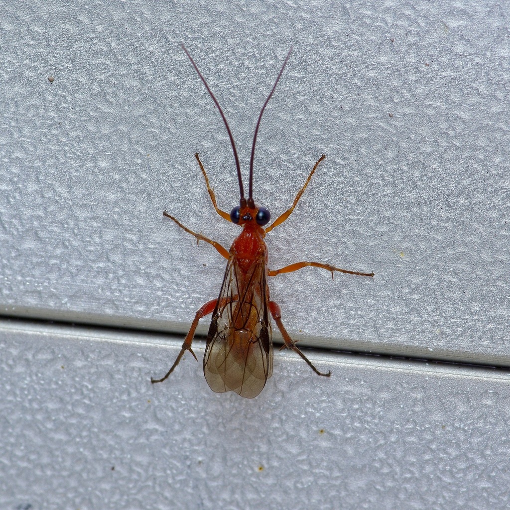 Zelomorpha arizonensis