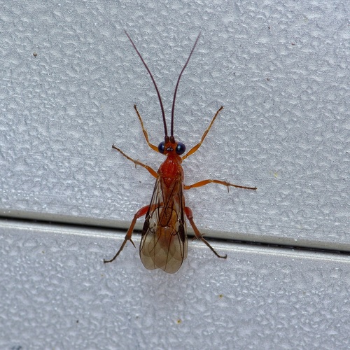 Zelomorpha arizonensis