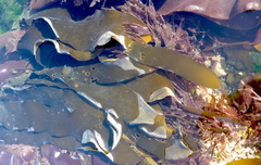 Laminaria sinclairii