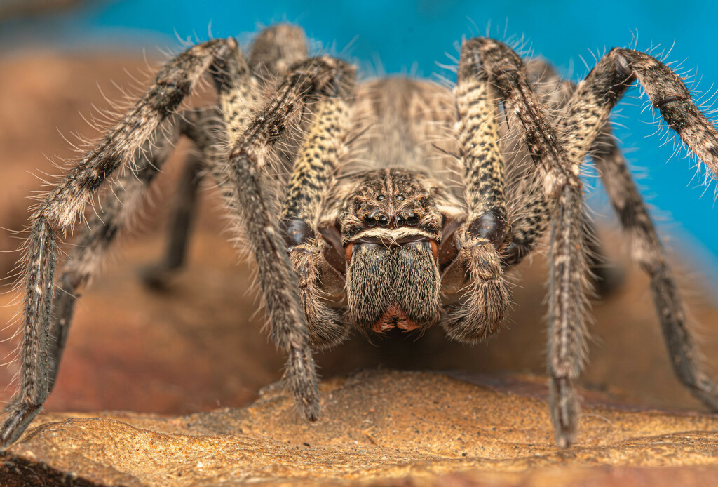 Common Rain Spider