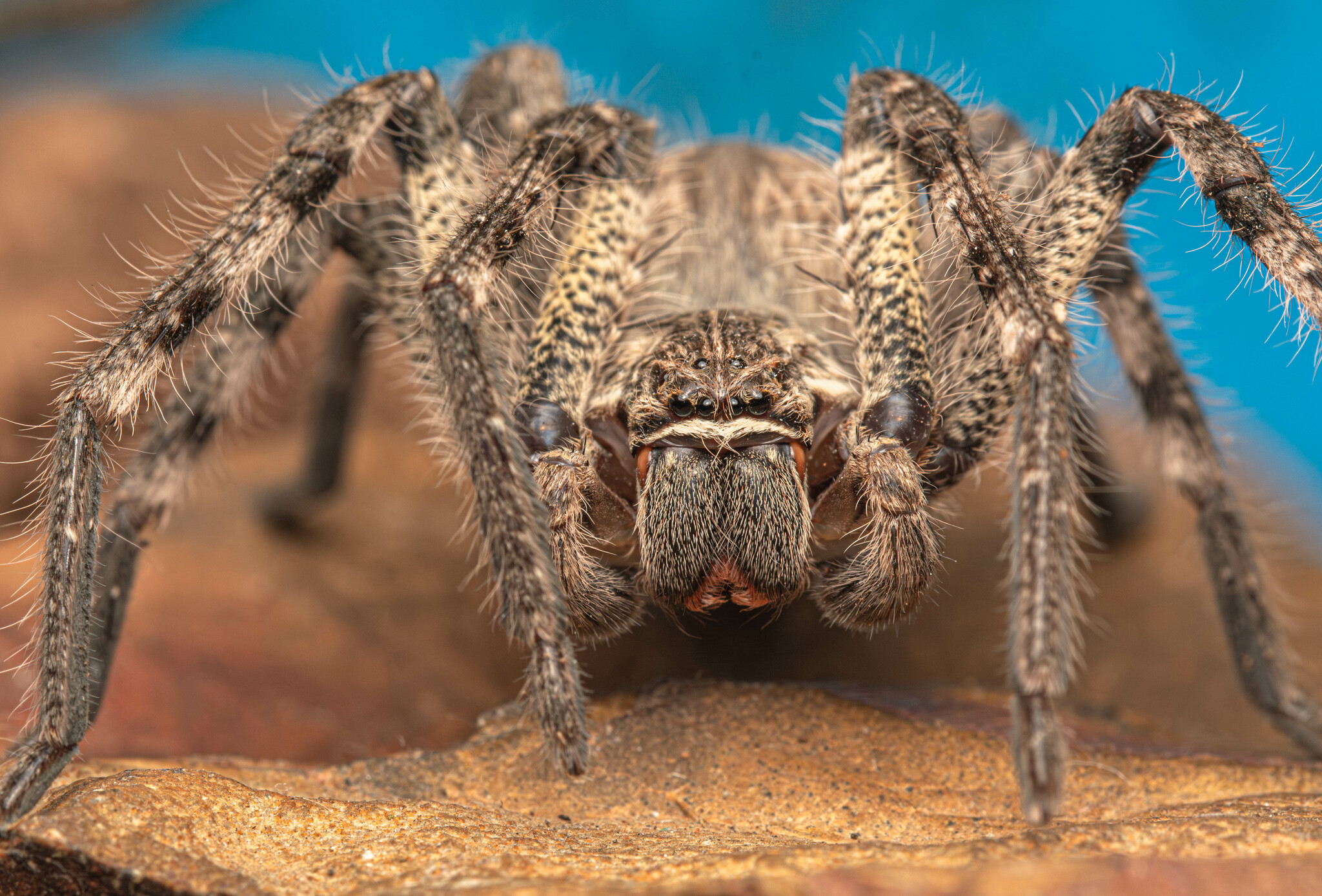 Common Rain Spider (Palystes superciliosus) · iNaturalist, image size:2048x1388