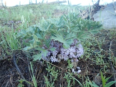 Hydrophyllum capitatum