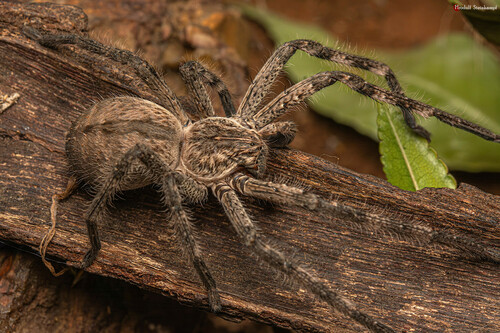 Common Rain Spider photo 6