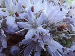 Hydrophyllum capitatum