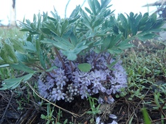 Hydrophyllum capitatum