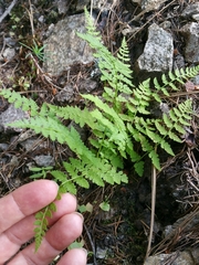 Cystopteridaceae