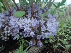 Hydrophyllum capitatum