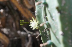 Myrtillocactus geometrizans