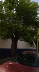 Jacaranda mimosifolia