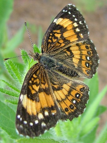 Silvery Checkerspot