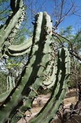 Myrtillocactus geometrizans