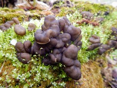 Gyromitra sphaerospora
