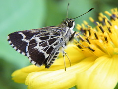 Amblyscirtes aesculapius