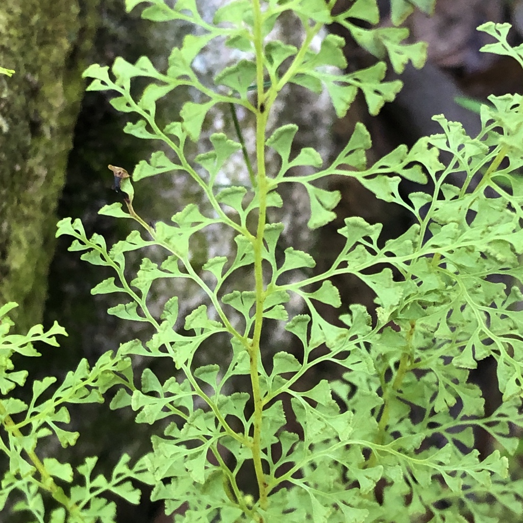 Lindsaea microphylla (Lindsaea microphylla)
