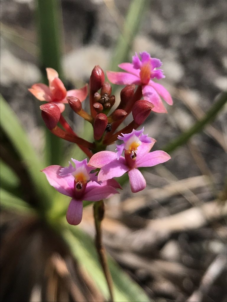 Epidendrum secundum