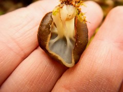 Gyromitra sphaerospora