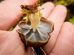 Gyromitra sphaerospora