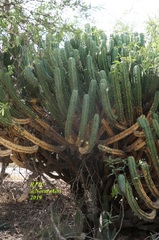 Myrtillocactus geometrizans