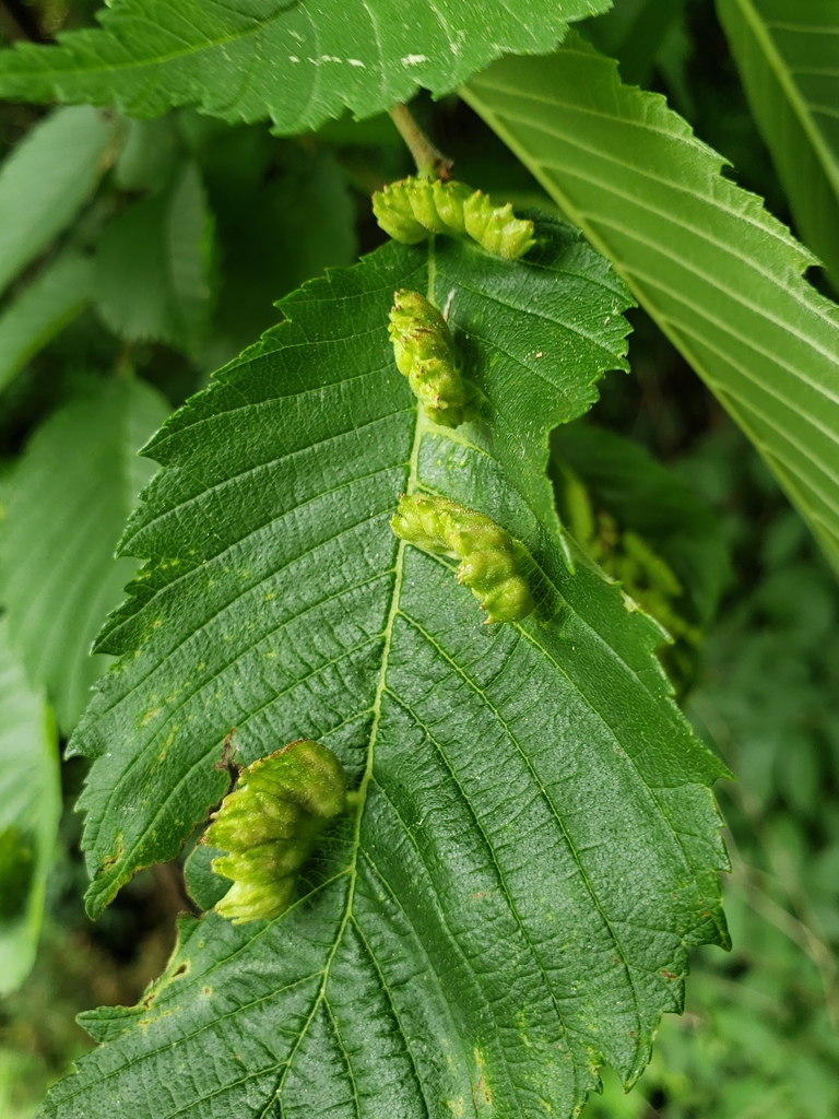 Eriosomatini