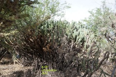 Myrtillocactus geometrizans