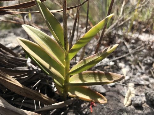 Epidendrum secundum