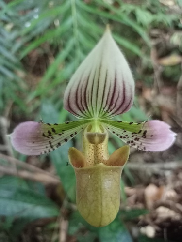 Paphiopedilum acmodontum observed 2023-04-20