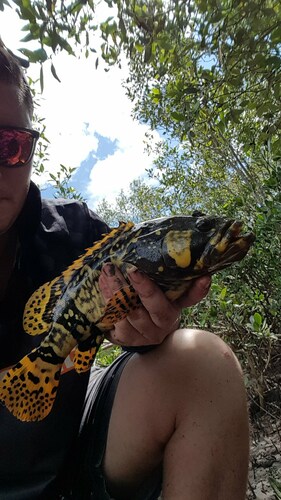 Queensland grouper