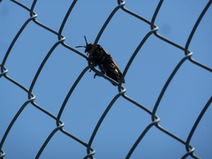 Megascolia maculata flavifrons