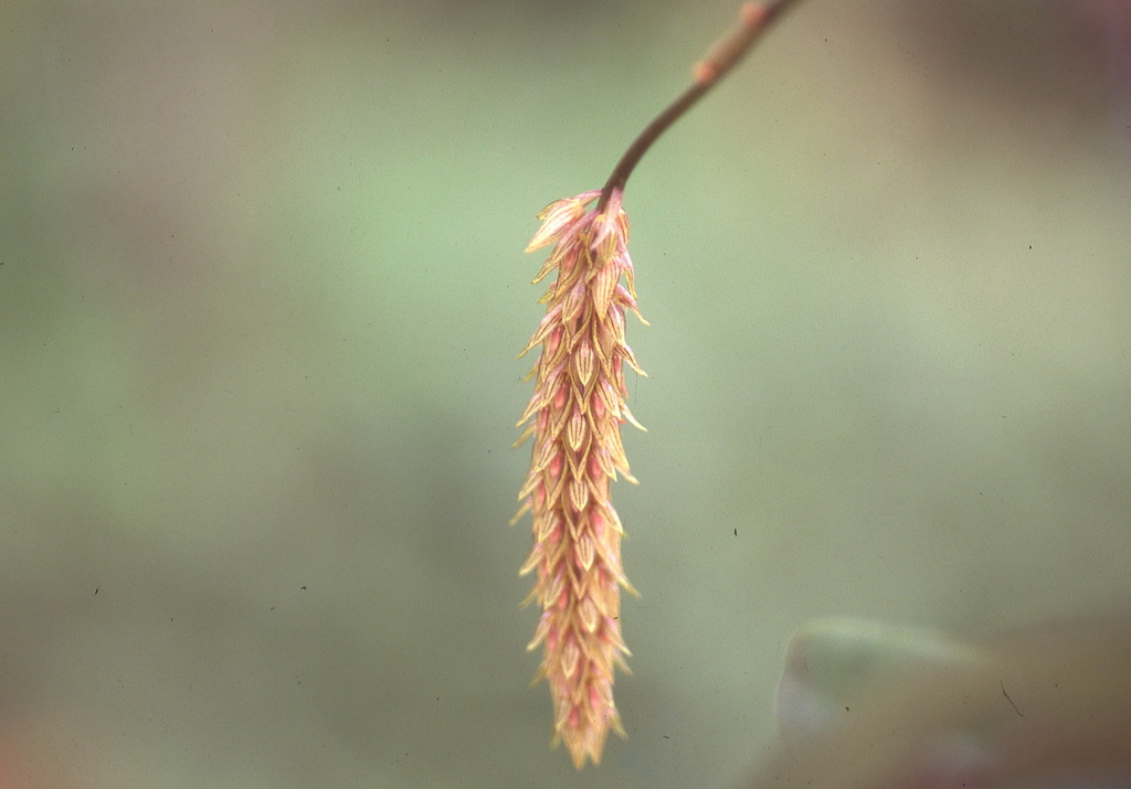 Bulbophyllum striatulum (Bulbophyllum striatulum)
