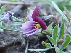 Viola beckwithii