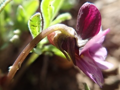 Viola beckwithii