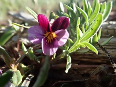 Viola beckwithii