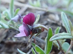 Viola beckwithii