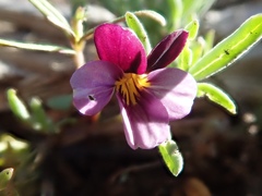 Viola beckwithii