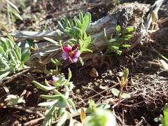 Viola beckwithii