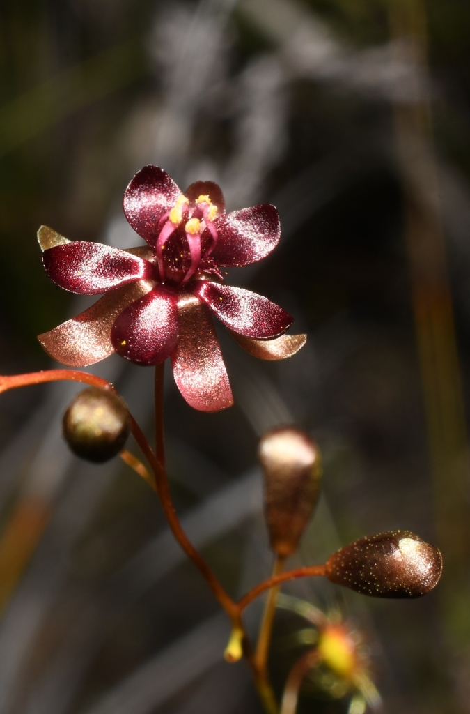 Drosera koikyennuruff T.Krueger & A.S.Rob.