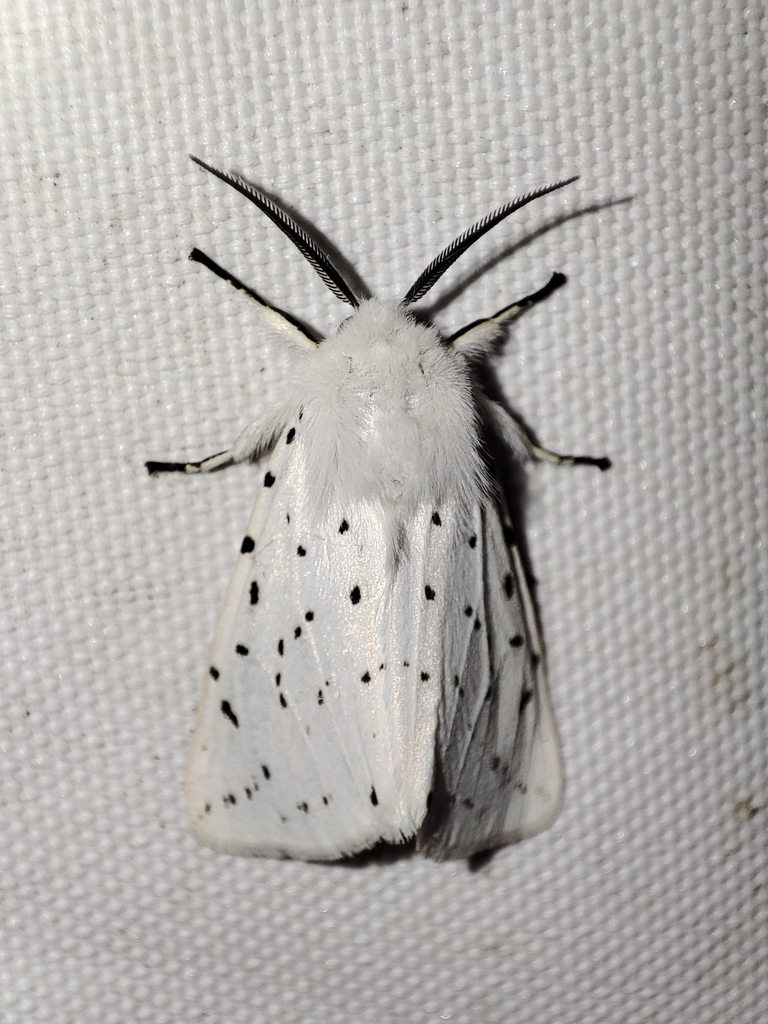 White Ermine