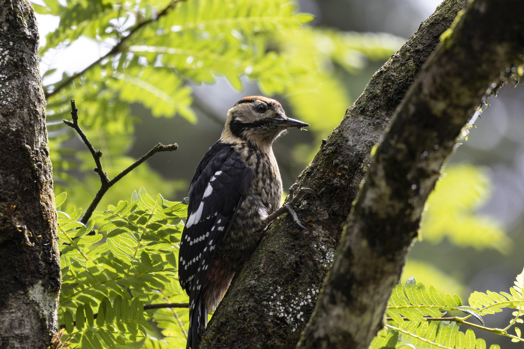 Darjeeling Woodpecker photo