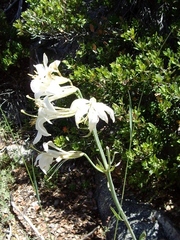 Lilium washingtonianum