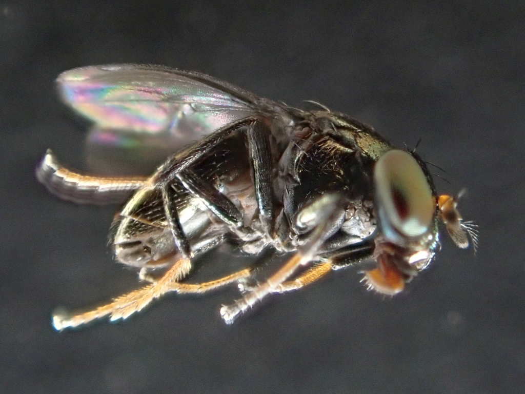Clanoneurum cimiciforme