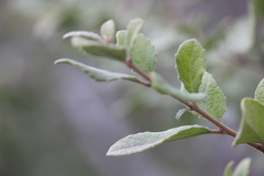 Azara dentata
