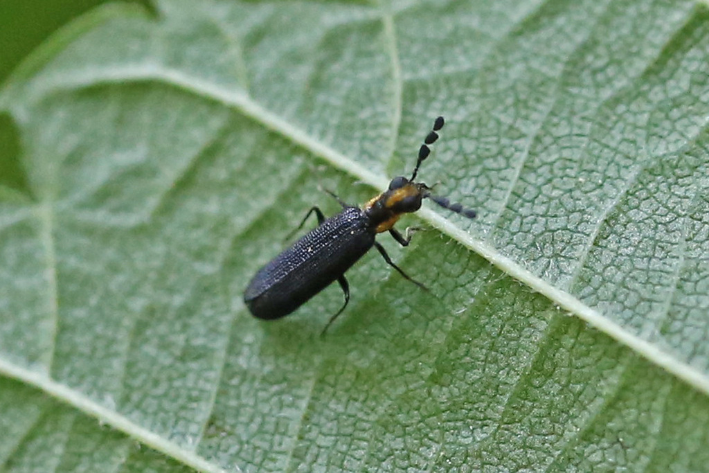 Epiphloeinae