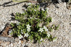 Arenaria leucadia