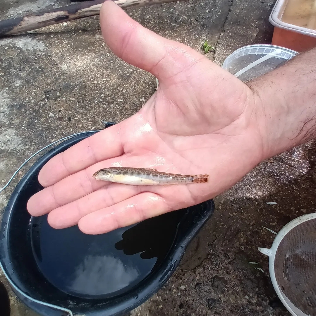 Northern Golden Loach photo 5
